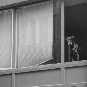 ドーベルマンの写真