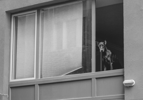 ドーベルマンの写真