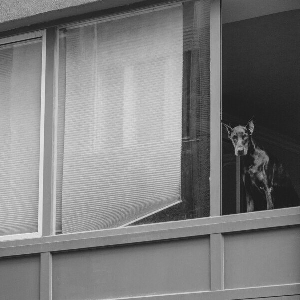 ドーベルマンの写真