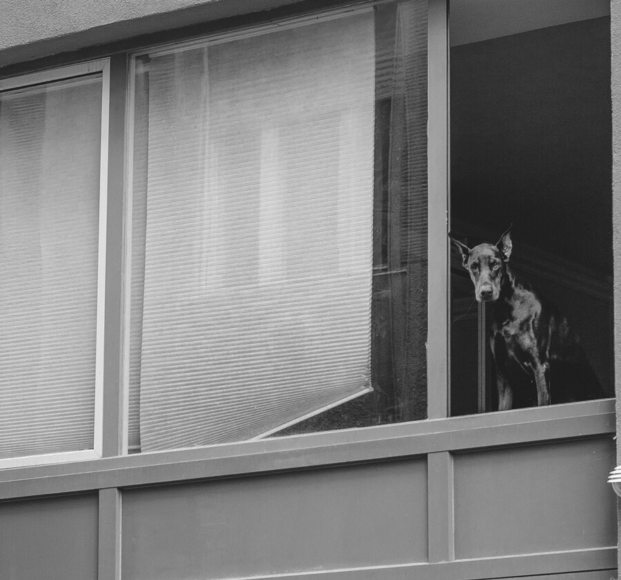 ドーベルマンの写真