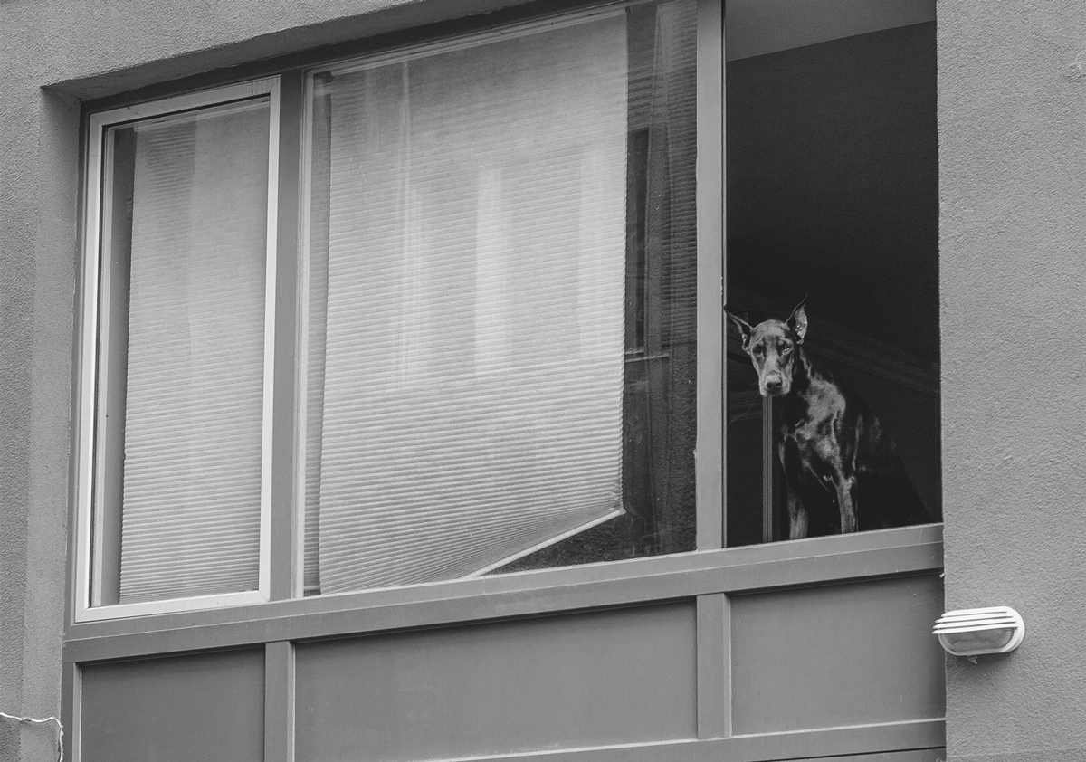 ドーベルマンの写真